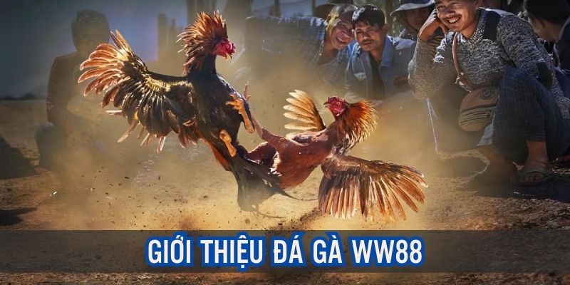 Về chuyên mục đá gà WW88